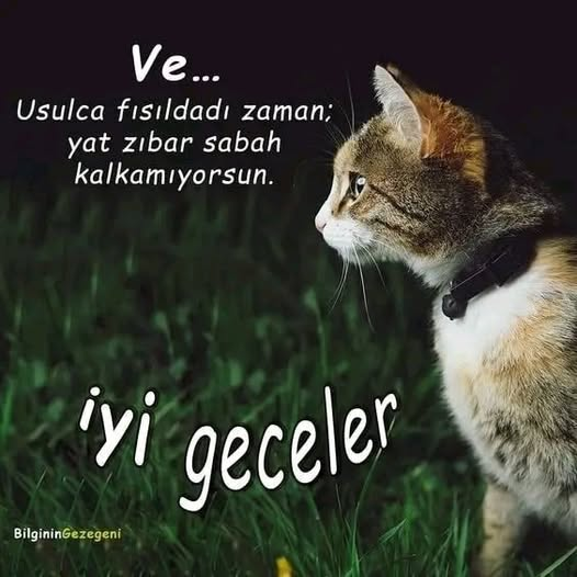 Küçük hesaplarla hiç işim olmadı.
Çocukça küsmeler, anlamsız tripler hiç bana uymadı.
Şu hayatta paraya insan kadar deger vermedim.
Eşyada, çulda çaputta değil 
Ben kaliteyi insanda sevdim.
Lafını sözünü tartarak,
İki dinleyip bir konuşanların hastası,
Halden anlayıp
Söylemeden