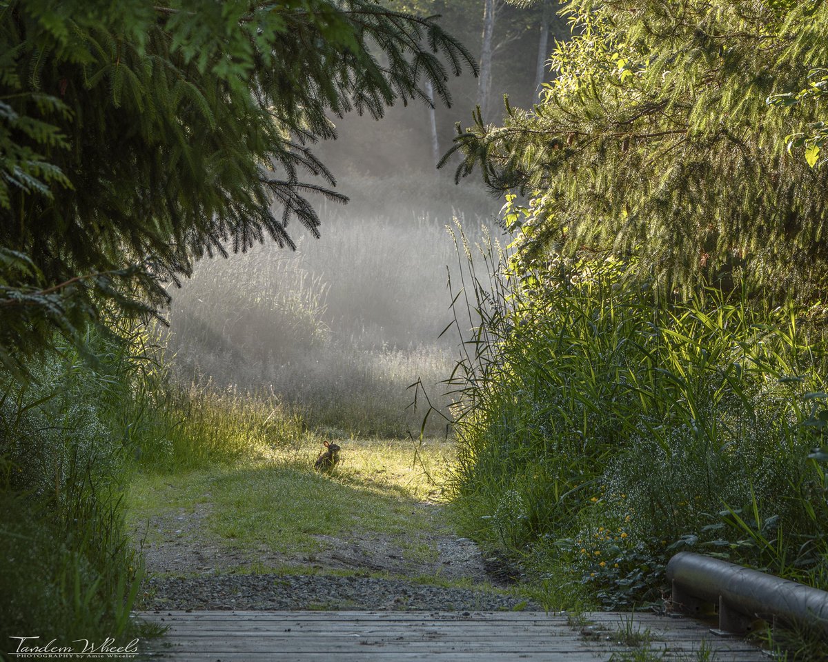 Fairy Tale Path,

🌲🐰✨ This weekend, while breaking down camp with my Girl Scout troop, I spotted a little bunny peeking from the tall grass down a path. The soft morning fog made the scene feel like a fairy tale! 💚

 #NatureLovers #ForestWonders #wildlife #pnw #forestpath