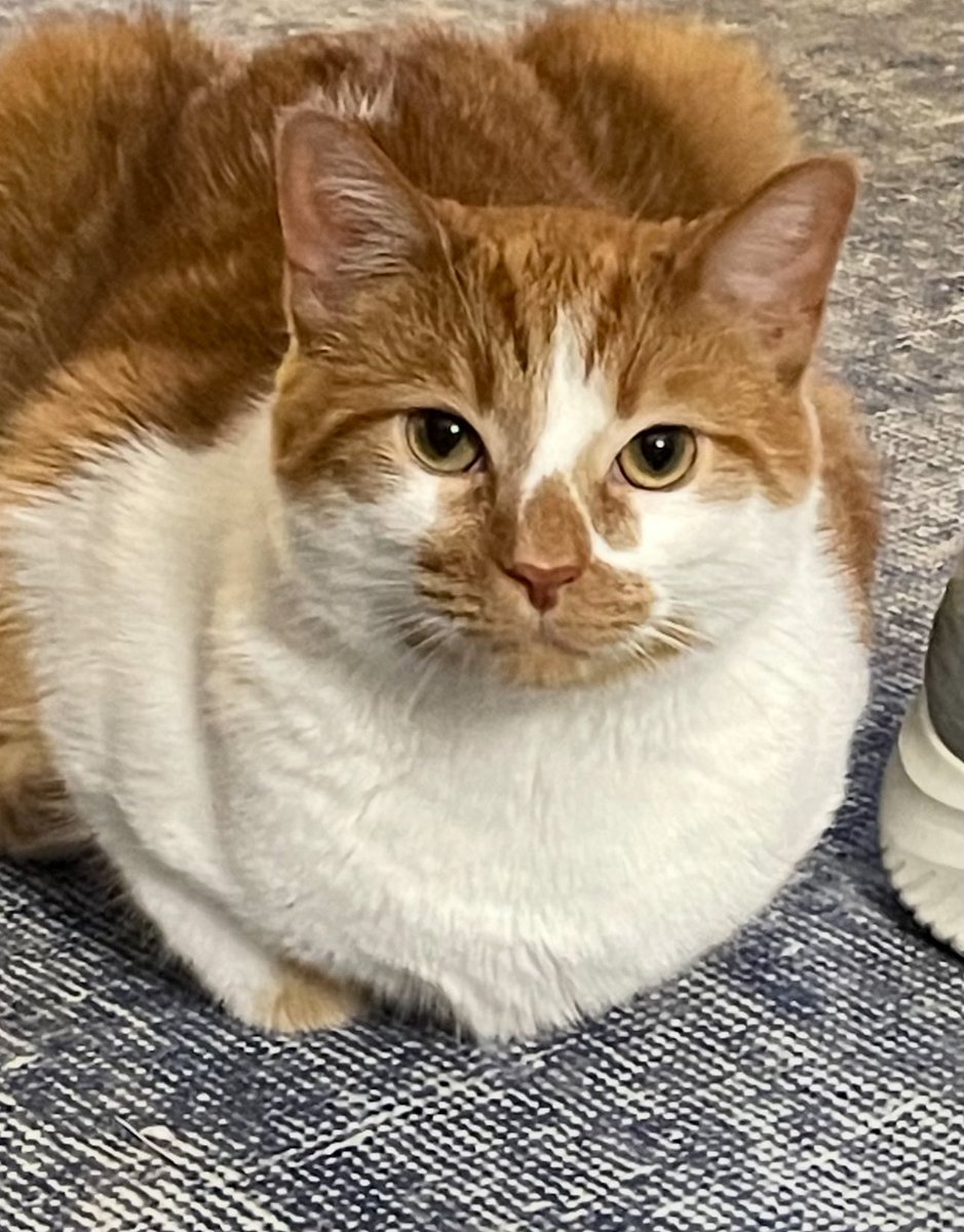 It’s my 3 year #GotchaDay anniversary 🍊🤍 of 6-11-2023 #CatsOfTwitter #CatsOfX