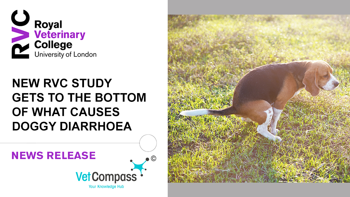 Royal Veterinary College (RVC) (@royalvetcollege) on Twitter photo 🐕 New research from the RVC VetCompass Programme has revealed scavenging, digestive diseases and gastroenteritis as some of the most common causes of diarrhoea amongst dogs in the UK. <a href="/VetCompass/">VetCompass</a>
➡️ Read more: rvc.uk.com/doggy-diarrhoea 🐕 New research from the RVC VetCompass Programme has revealed scavenging, digestive diseases and gastroenteritis as some of the most common causes of diarrhoea amongst dogs in the UK. <a href="/VetCompass/">VetCompass</a>
➡️ Read more: rvc.uk.com/doggy-diarrhoea