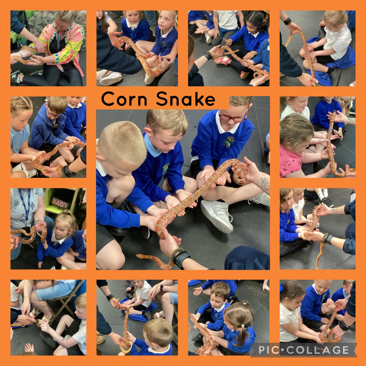 1/2R had lots of fun meeting rainforest creatures close up at <a href="/Plantasia6/">Plantasia Tropical Zoo</a>