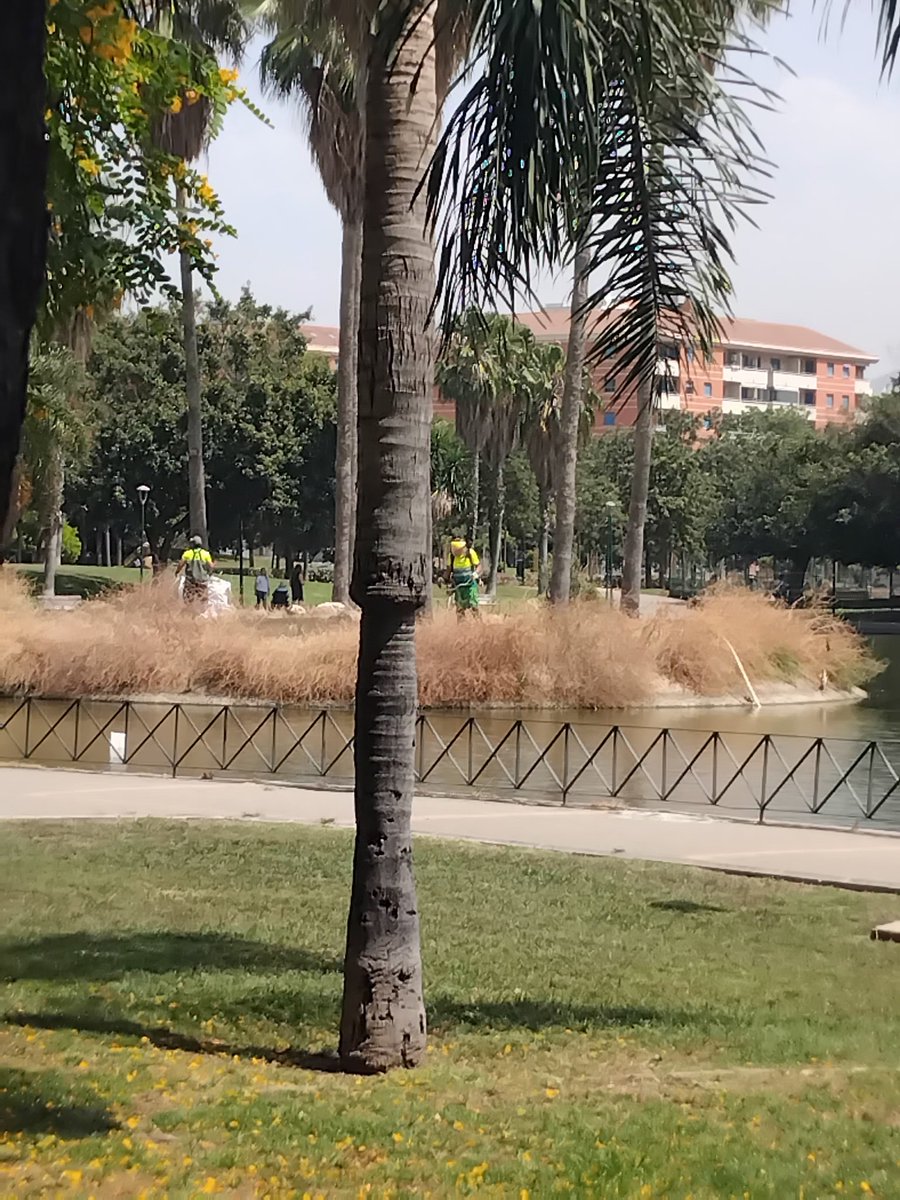 Barrios Abandonados 👁️💚 (@barriosmalaga) on Twitter photo 🦆Bonita familia pato en el parque #Huelin, posiblemente hoy las gaviotas se han comido unos o dos patitos
Hoy <a href="/NachoRomera1/">Nacho Romera</a> ha publicado como medioambiente <a href="/malaga/">Ciudad de Málaga</a> desbroza el refugio d estos patitos
📷 del domingo, mi pareja comentaba que bien no desbrozaran las plantas secas 🦆Bonita familia pato en el parque #Huelin, posiblemente hoy las gaviotas se han comido unos o dos patitos
Hoy <a href="/NachoRomera1/">Nacho Romera</a> ha publicado como medioambiente <a href="/malaga/">Ciudad de Málaga</a> desbroza el refugio d estos patitos
📷 del domingo, mi pareja comentaba que bien no desbrozaran las plantas secas