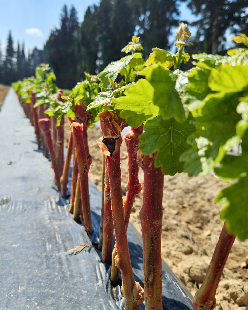 🌿 Que signifie ‘’un plant de vigne certifié Vitipep's ?
👉 De la sélection à la plantation, chaque étape est encadrée, tracée et contrôlée. 
🎯 Objectif : garantir un plant de vigne sain, traçable et 100 % française.

#Vitipeps #plantdevigne #pepiniereviticole #plantsdevigne