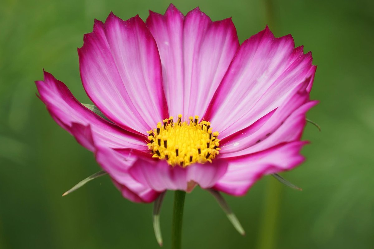 Takecyanful tweet media