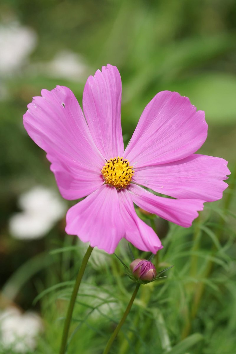 Takecyanful tweet media