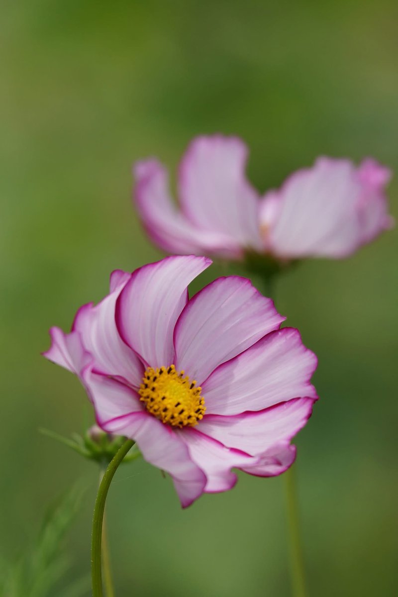 Takecyanful tweet media