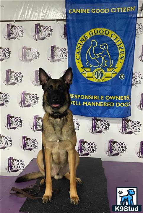 K9Stud's tweet image. Maxime is a 3-year-old purebred Belgian Malinois who displays excellent breed characteristics. He is 80 lbs – Muscular, Agile, and Powerful. Maxime is highly intelligent, confident, loyal, and obedien read more @ k9stud.com/stud-dogs/belg… #studdogs #belgianmalinois #dogsoftexas