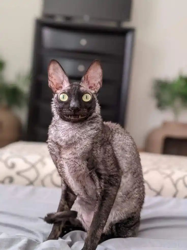 ShouldHaveCat tweet picture