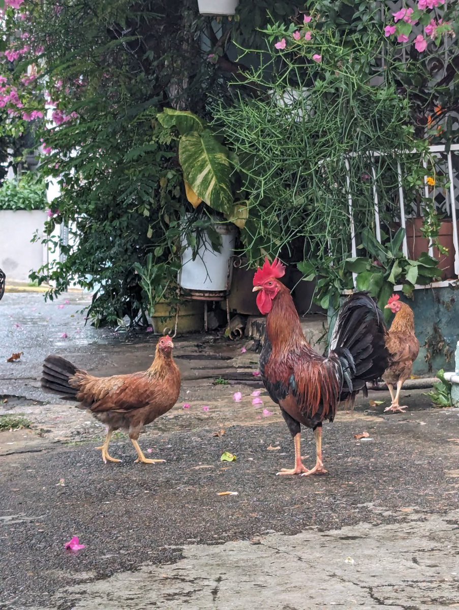 papi chulo 🐍 tweet media