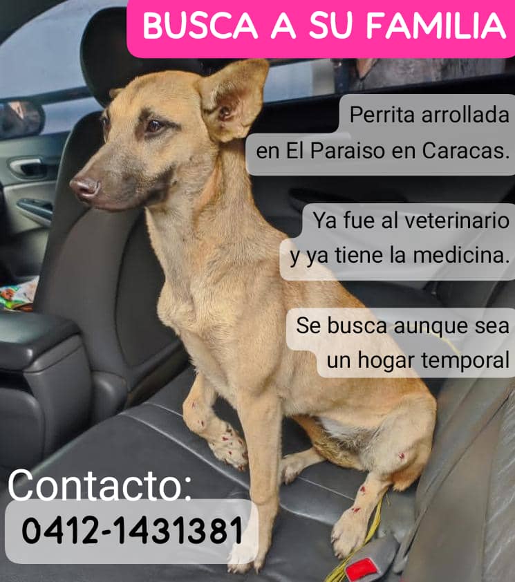 Difundo. Se encontró esta perrita en el paraíso atropellada, ya la llevaron al veterinario y gracias a Dios esta bien. La persona que hizo el favor de llevarla no puede resguardarla si alguien puede avíseme por favor es una perrita super dócil. Mientras se recupera 0412-1431381