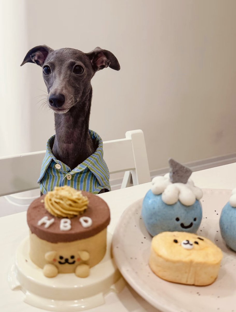 PostsOfDogs_'s tweet image. Today is the puppy&apos;s birthday 🎂