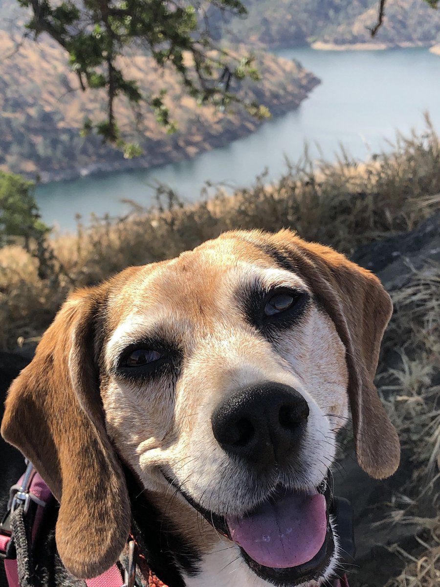 Dearest friends, Lucy and Maggie’s mama here.  I’m sorry to say that Lucy gained her wings a couple of weeks ago. It’s been difficult hopping on here to deliver the news. You loved her so much ♥️♥️♥️. Thank you BESTIES for loving all of us. Sweet Lucy 🌈😇♥️