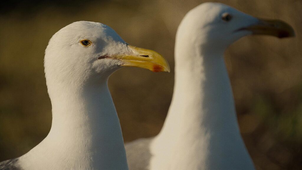 Ott House Audio tweet media