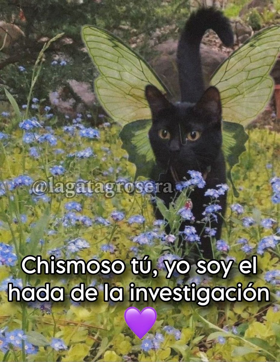 nacional_memes's tweet photo. 🐱 https://t.co/CqkZ6fXzON