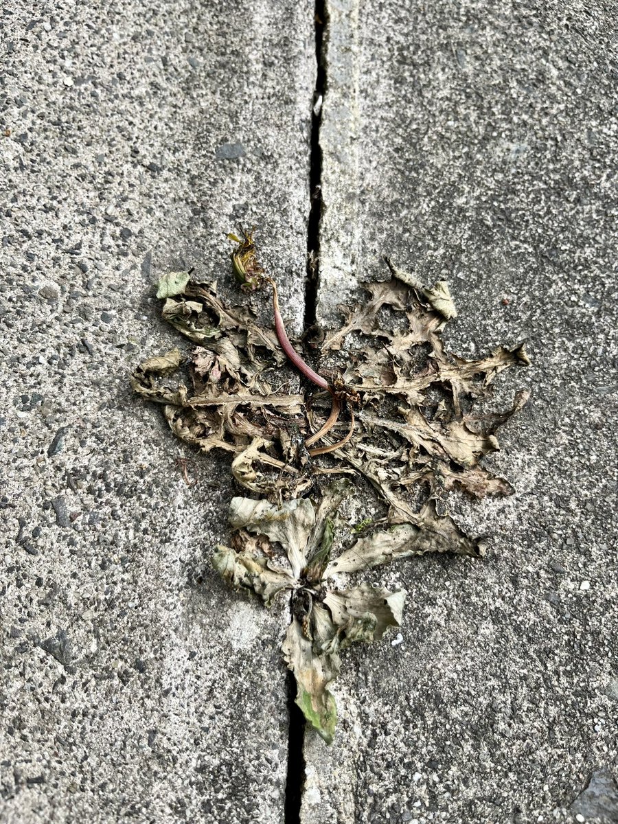 MatronsVeggies's tweet image. Easiest patio weedkiller. Make a cup of tea , boil kettle, use excess boiling water to blanch weeds. Looks like wilting spinach. Good tip from my guru @FlowerdewBob