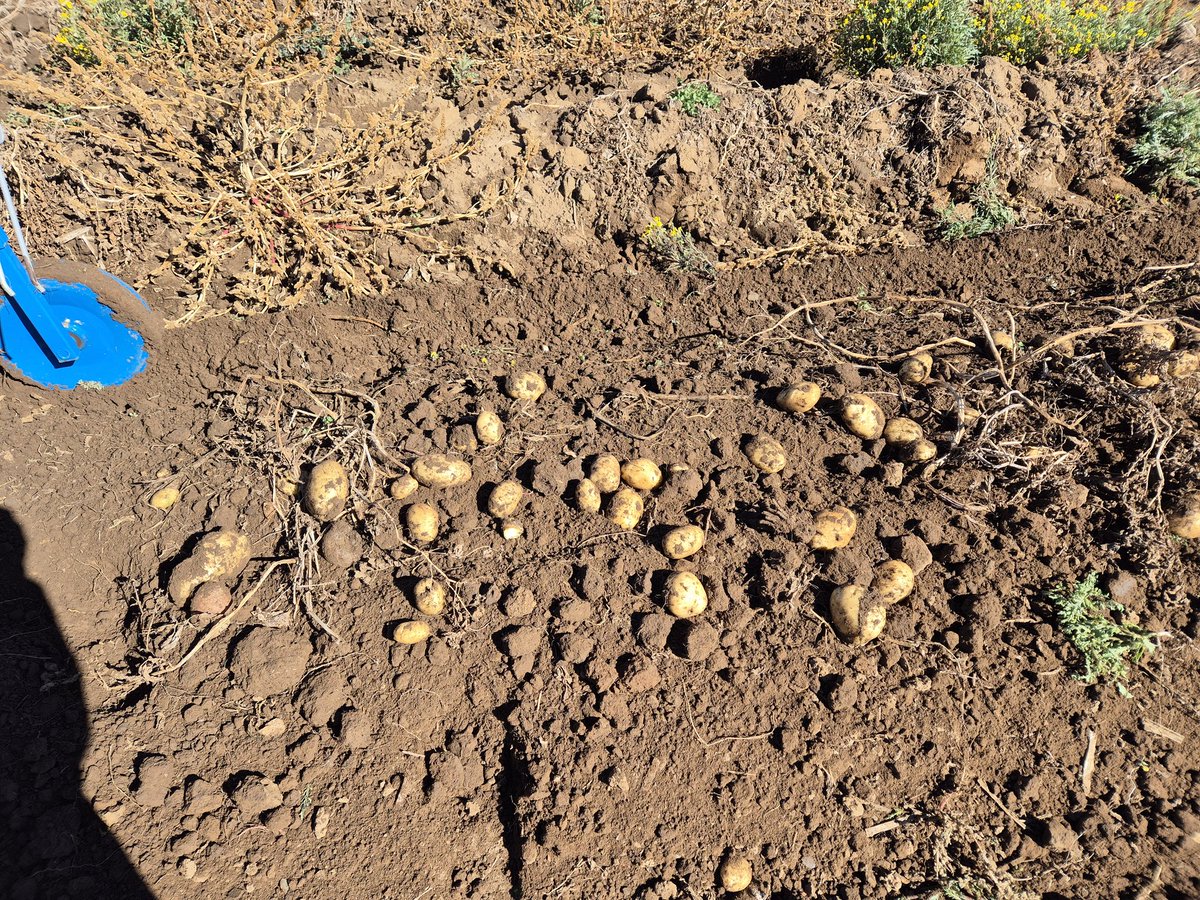 MMavusoo's tweet image. As farmers we believe in the Lord, faith and believe is in us Farmers
#MCV_COOP
#Young_Potato_Farmer