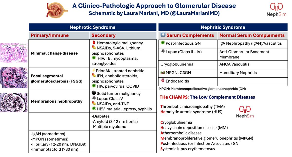 Neph_SIM's tweet image. Celebrating 7⃣ years of #NephSIM!
nephsim.com
📈1.35 million views
🫘@nkf #NephSIM Nephrons Y5 +Prelim Outcomes @KidneyMed
kidneymedicinejournal.org/article/S2590-…
⚡️ 55 cases, 27 infographics
🎨Comics @Momen_Abbasi
@ssfarouk @RachelHilburg @Nephro_Sparks #Nephrology