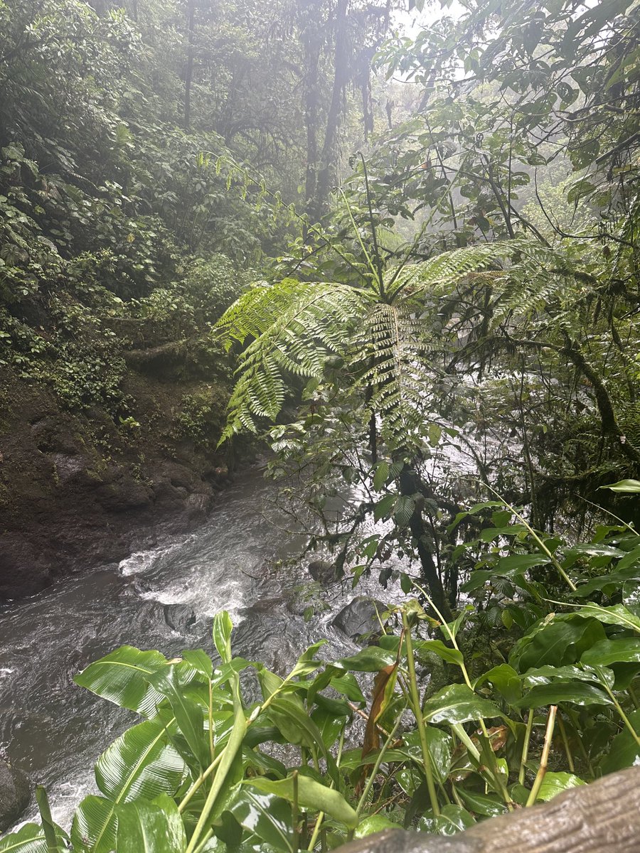 Enjoying Costa Rican Rainforest with my husband, Kerry, while attending @HACU International Summit. Nature is inspirational and, for me, spiritual!