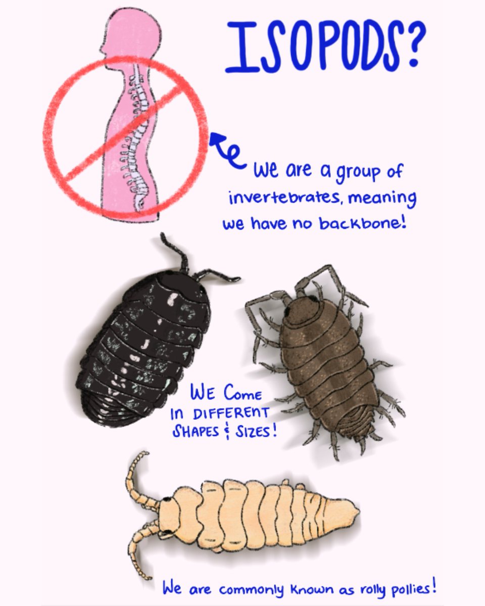DigInverts (@diginverts) on Twitter photo Naomi Rodriguez <a href="/NHMLA/">Natural History Museum of L.A. County</a> uses integrative taxonomy to better ID marine isopods—tiny but vital players in marine ecosystems—tackling the challenge of consistent species IDs for this group. She also made a zine to bring isopods to life!
peracarida.org/about/research
#WednesdayWisdom Naomi Rodriguez <a href="/NHMLA/">Natural History Museum of L.A. County</a> uses integrative taxonomy to better ID marine isopods—tiny but vital players in marine ecosystems—tackling the challenge of consistent species IDs for this group. She also made a zine to bring isopods to life!
peracarida.org/about/research
#WednesdayWisdom