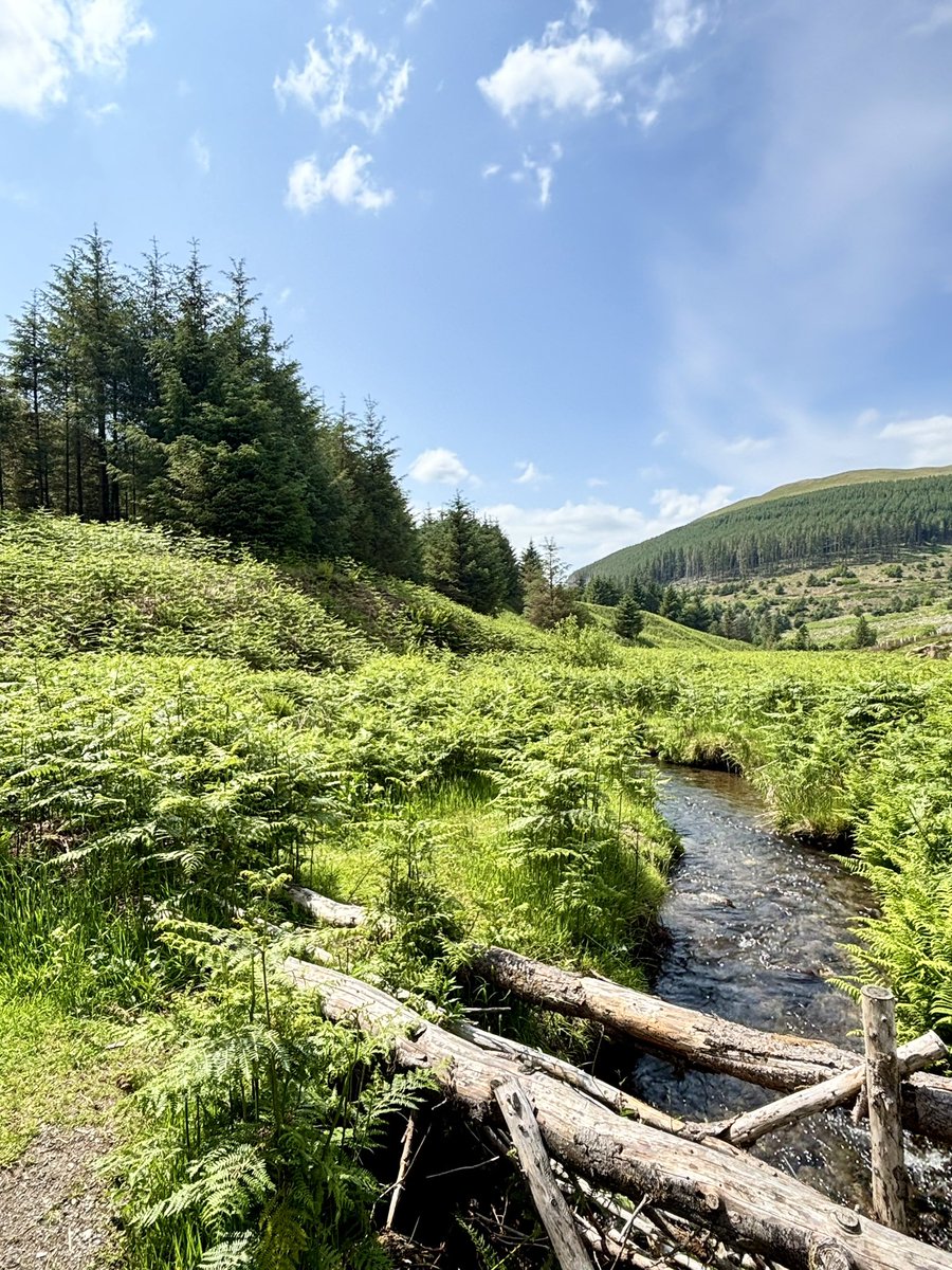 📍Broom Fell 

Whinlatter Forest is just a very good place 🌳 🌲