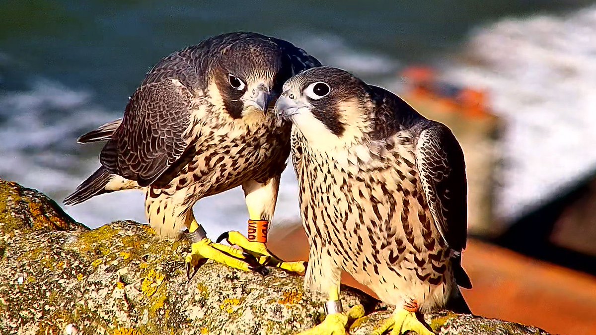 Cromer Peregrine Project (@cromerperegrine) on Twitter photo 
