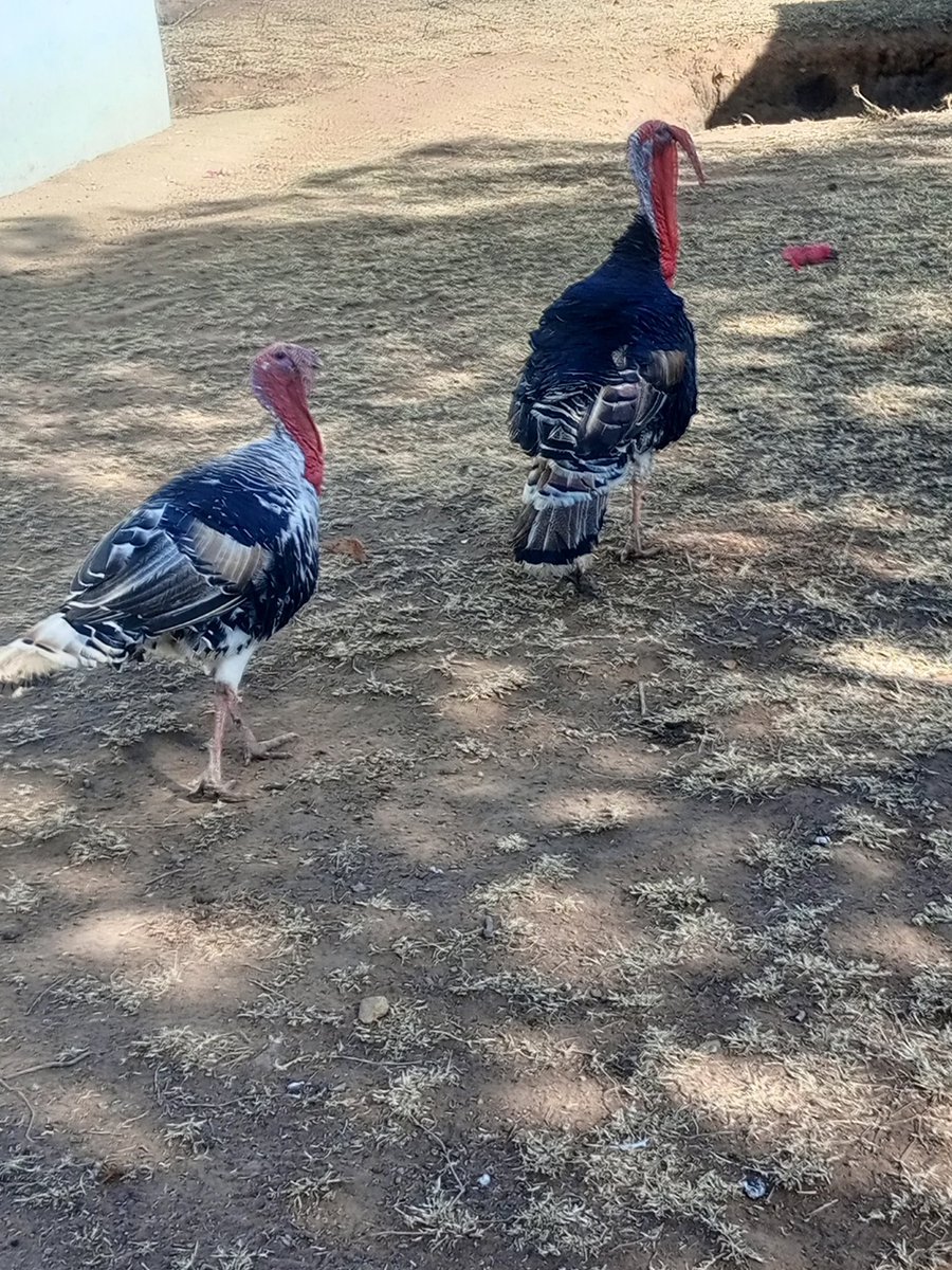Selling these two. mtatoa gapi?