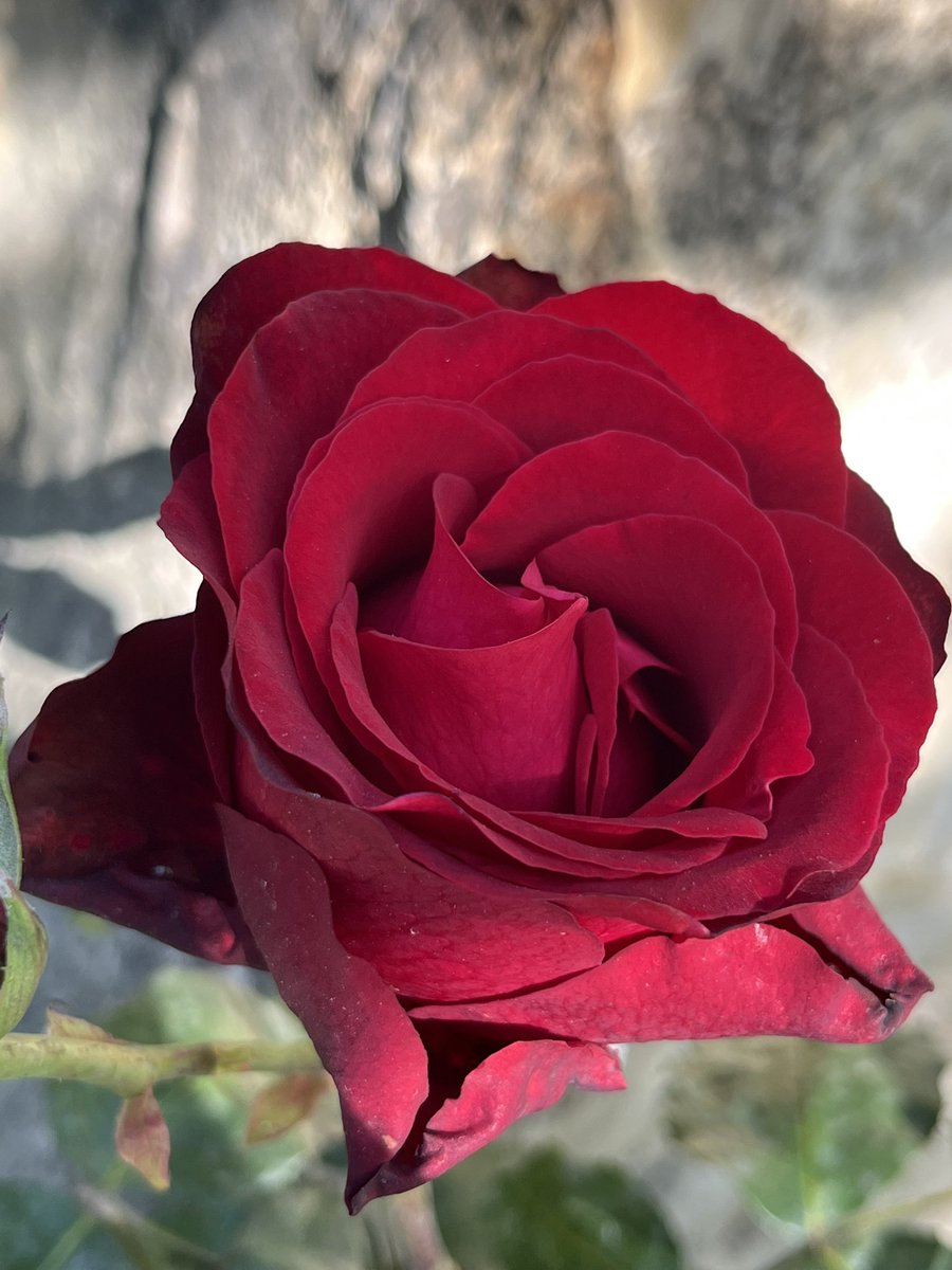 Habe die Gabe der Unbestechlichkeit. So sehr auch Liebe für dich Partei ergreifen mag: dein Sein gilt, nicht dein Schein.

C. Morgenstern

Schönen Abend euch allen.