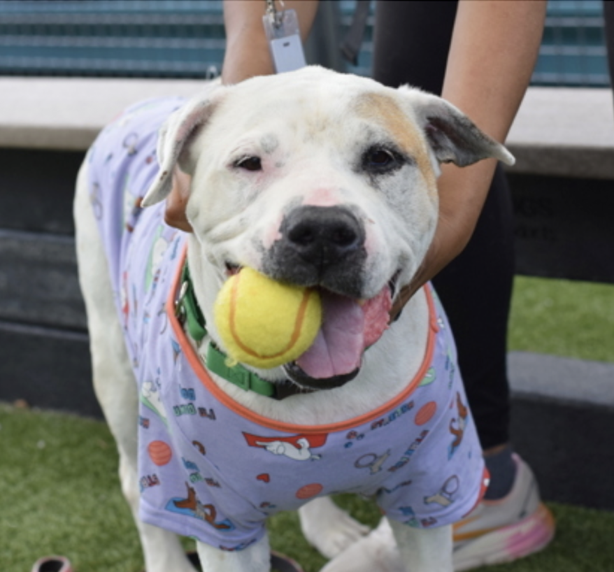 BeeDoDoobieDo's tweet photo. SPOT
It doesn't get anymore old school than that dog name!
Meet this friendly, senior boy soon!  He needs
a spot and loving "spot" to land quickly!
💥Get Spot out.  ♥️Run to Spot. Run, run, run👟👟
He can be interviewed in Queens ACC📓🖊️
https://t.co/8S62Kfc766 https://t.co/kRHuQnF73I