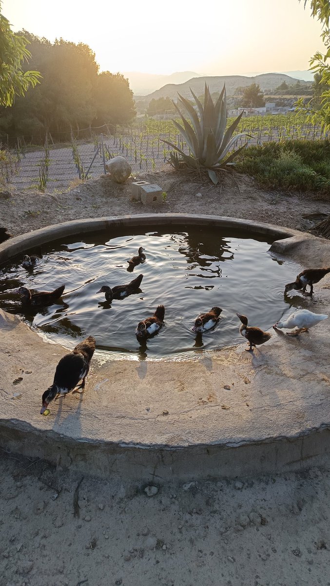 patata navideña (@patatanavidenya) on Twitter photo 