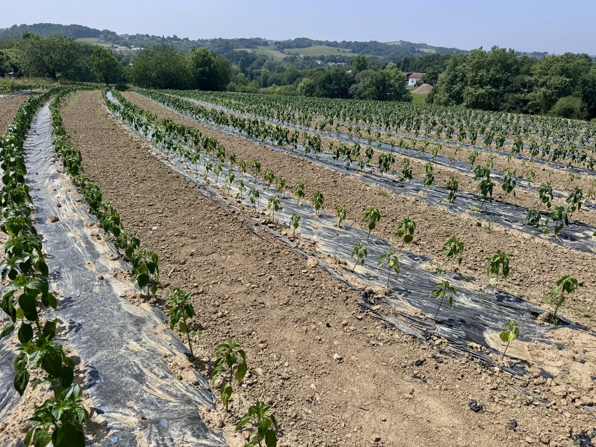 To the top of La Rhune, a walk through the Witches Caves and a pepper farm tour - some of the best of the Basque region of France.