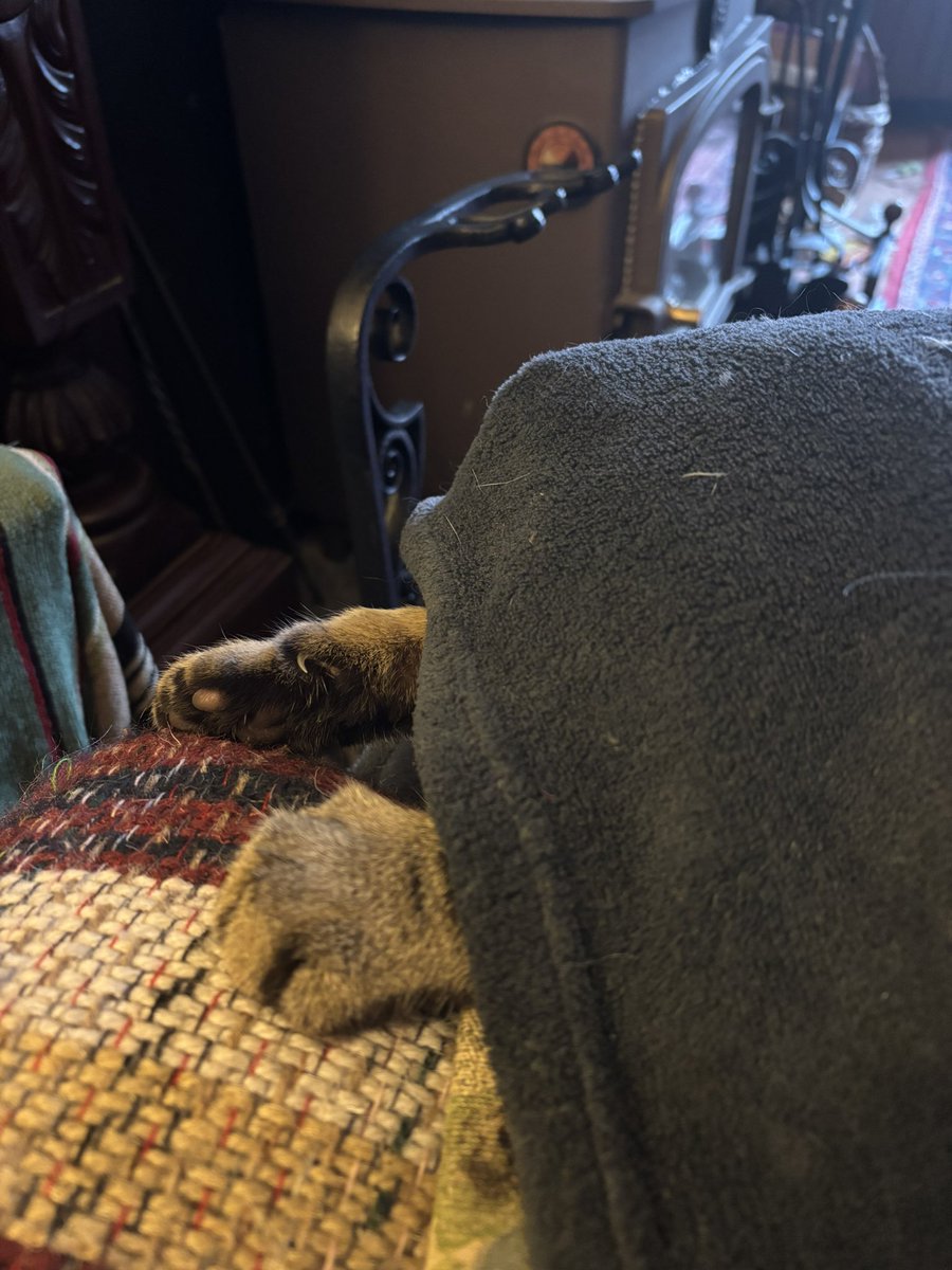 Cuddled up for the evening, l sometimes think that Billy the Kid is a parrot 🦜disguised as a cat. 🐈
Now posted with the picture.