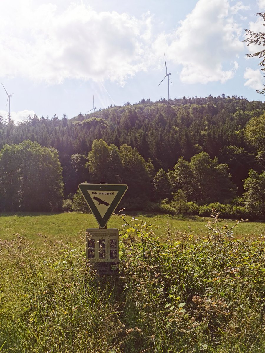MichaelWink4's tweet image. Bis zum Aufbau der Windräder konnte man am Füssel im Odenwald diverse seltene Arten beobachten. Wie Schwarzstorch, Rotmilan, schwarzmilan und Wespenbussard. Aktuell nichts mehr unterwegs.