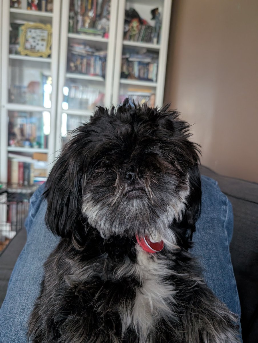 PatGauvinGeek's tweet photo. @momo_obrien Houdini: our little escape artist! ❤️ https://t.co/Ijbws94xuo