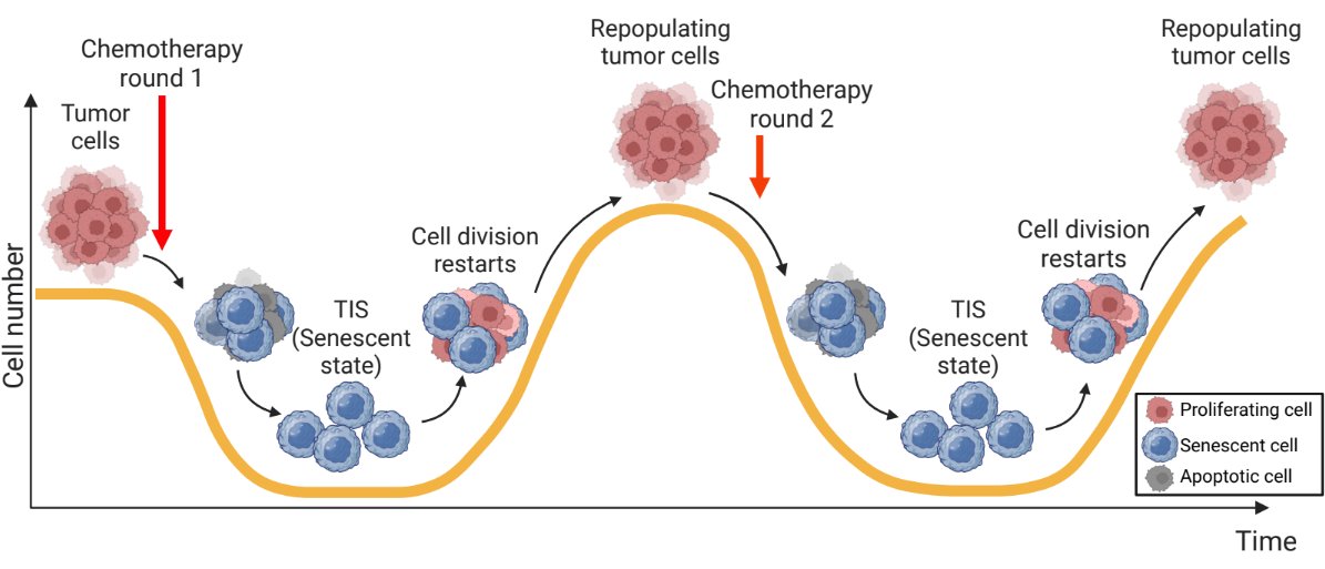 #ICSAPaperOfTheMonth Breast cancer cells resist chemotherapy by entering a transient senescent state and evading immune detection. Instead of dying, they persist and can later escape senescence to drive relapse. Disrupting this cycle could lead to new treatment strategies.