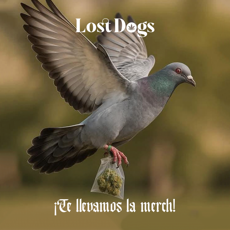 lostdogsoficial's tweet image. Te entregamos a donde estes. #merch #PuertoVallarta #weed 
Whatsapp: 322 110 0618 Envíos a todo México.  
 wa.me/3221100618