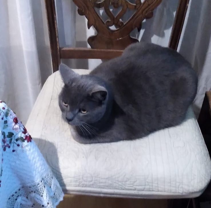 Buscan a este bebé machito perdido hace 2 semanas en Avenida Cisternas con 4 esquinas en La Serena. Se encuentra castrado. Si alguien lo ve, por favor comunicarse al +56976355569. Favor RT!
#LaSerena