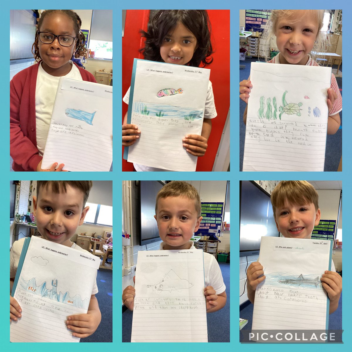 In science we have been learning about different animal diets under the sea 🦈 🐠 🌊 <a href="/MabLanePri/">Mab Lane Primary Sch</a> <a href="/advisoryscience/">Advisoryscience</a>