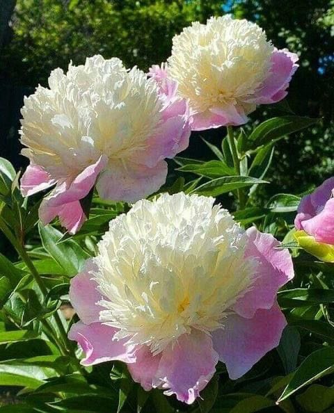 Өглөөний мэнд 🔅

Happy Thursday everyone. Have a great day 🌱🌸🤍💓
#flowers #TLを花でいっぱいにしよう 
   (📷 Pinterest)