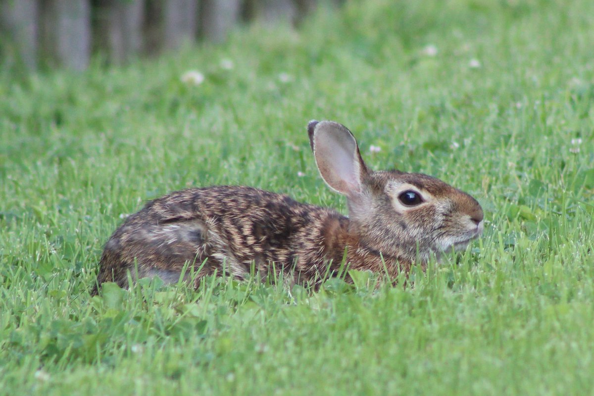 Scurra Ignavus tweet media