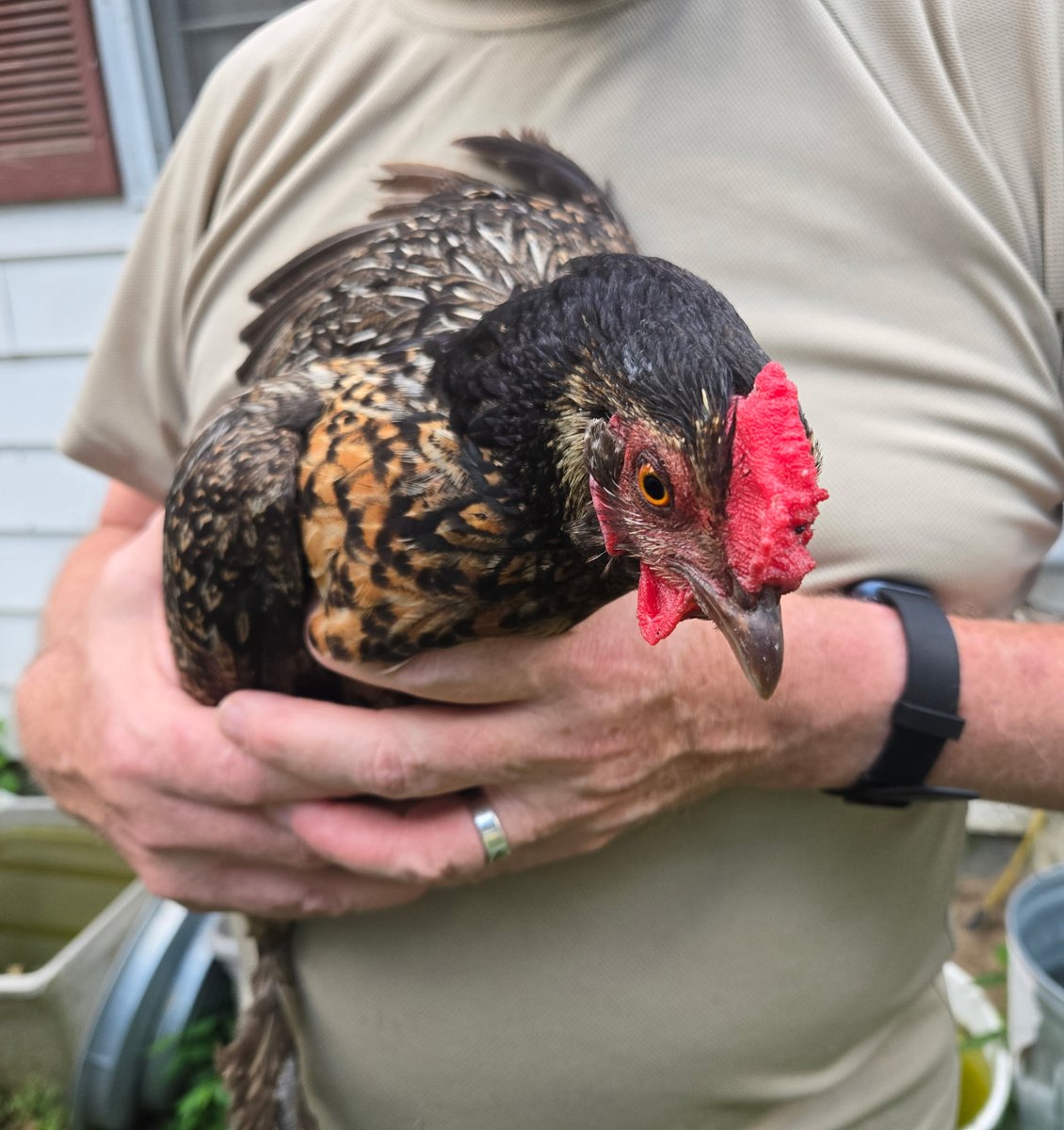 Avnrulz's tweet image. Wife decided she can go in a  side coop because she laid an egg.  Lol #ChickenMath
