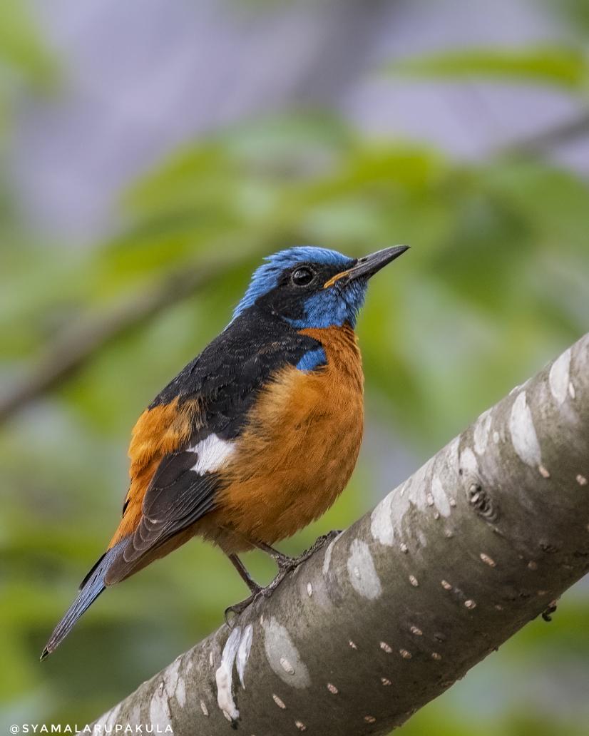 #indiaves #ThePhotoHour #BirdsOfTwitter #TwitterNatureCommunity #wildplanet #wildlife #BBCWildlifePOTD  #BirdsSeenIn2025 #NatureIn_Focus #birdtwitter #birds #natgeoindia Blue-capped rock thrush