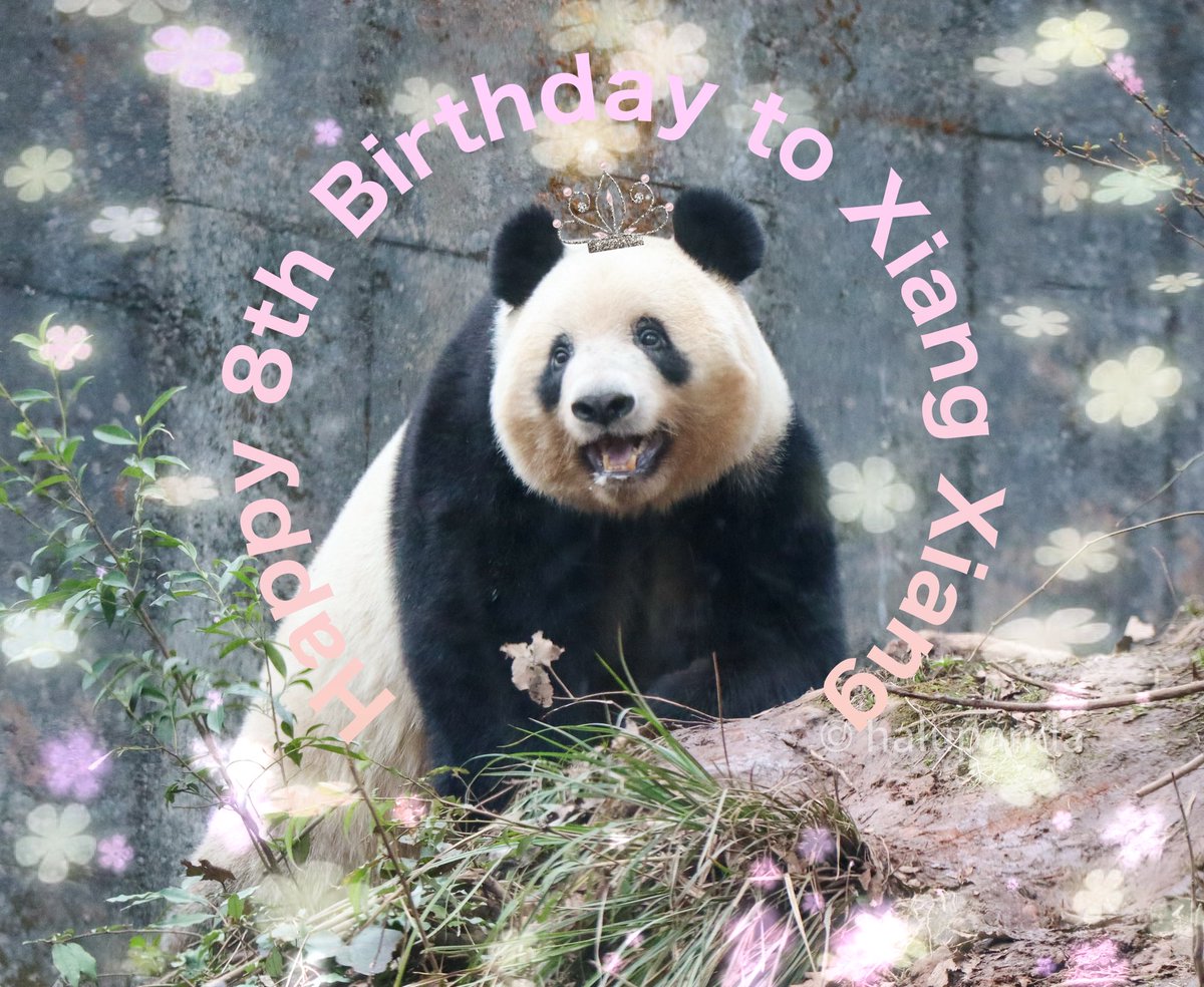 シャンちゃん8歳のお誕生日おめでとう🎉ずーっと可愛いシャンちゃん🥰これからも元気に幸せに過ごしてね❤️また会いに行きたいよ〜！
#シャンシャン