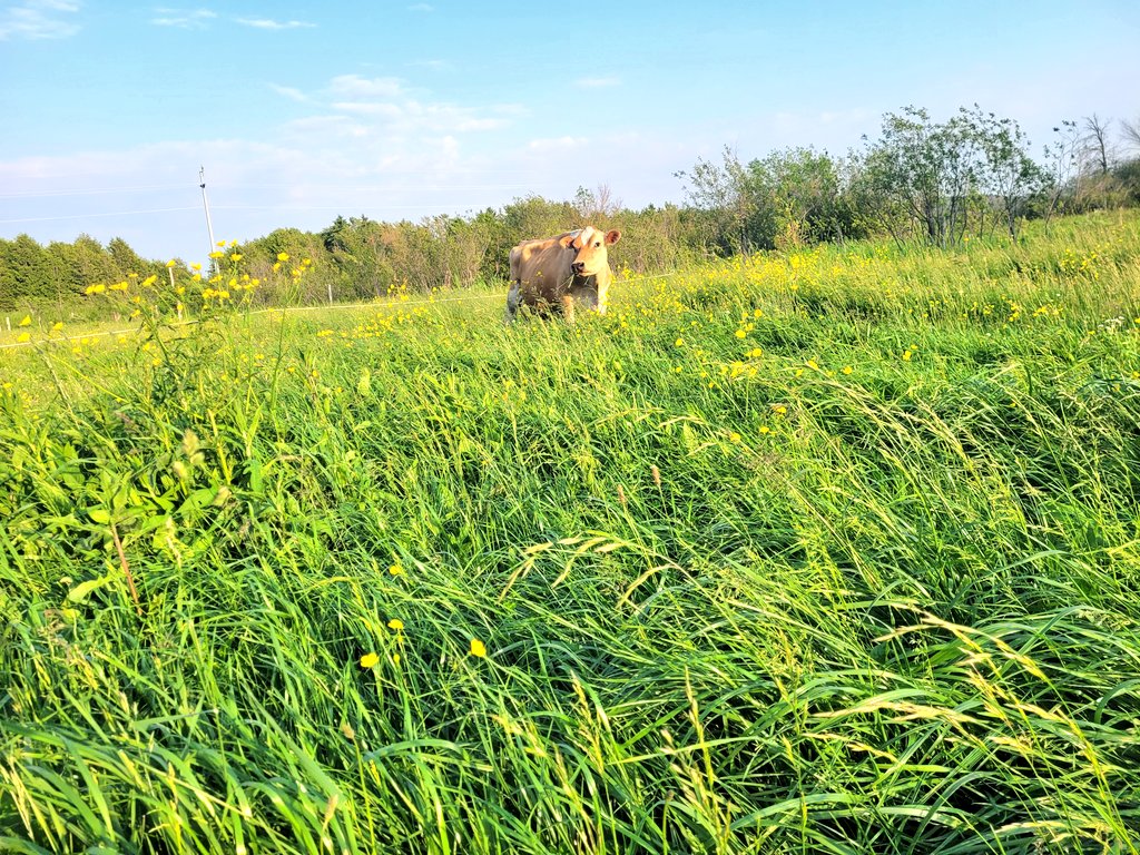 The pastures have been loving this cool/ wet spring!

Second rotation on this piece and it's back up to knee high

Last year by now there wasn't much growth

#OnWX #OntAg