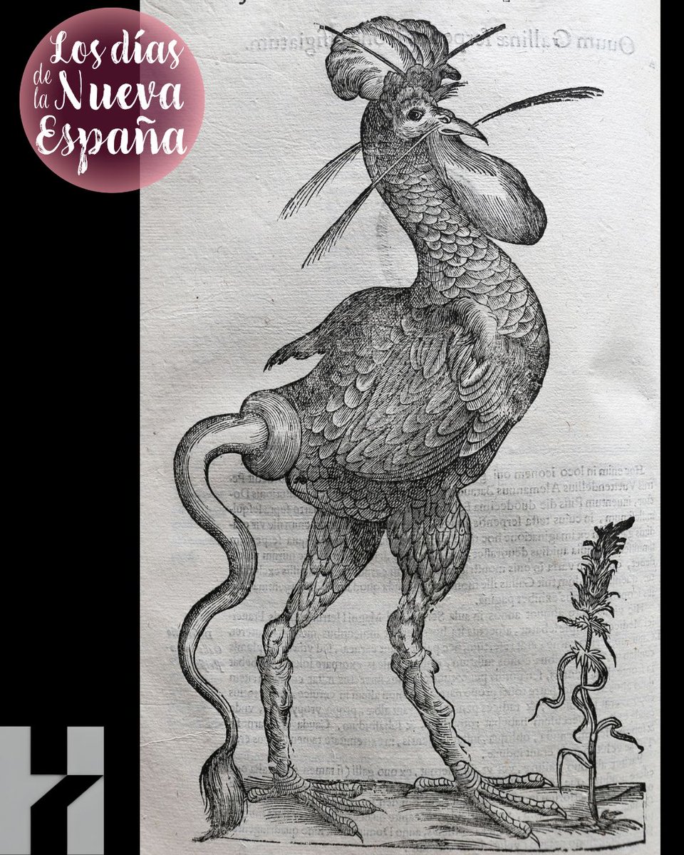 ¿Un basilisco en la Lagunilla?
En 1793, el rumor de un monstruo que mataba con la mirada sembró el miedo en la ciudad de México. ¿Cómo funcionaban estas noticias? ¿Qué papel jugaba la prensa y la superstición?
Nueva entrada en Los días de la Nueva España: historicas.unam.mx/comunicacion-p…