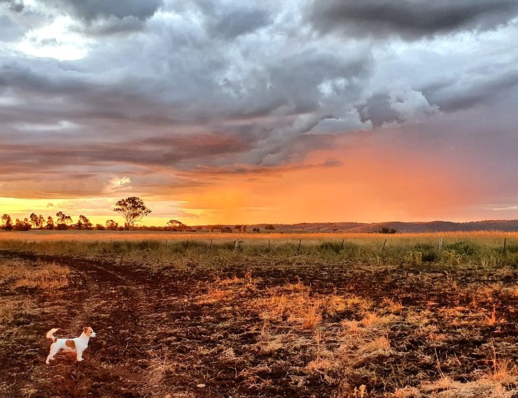 Norann Voll tweet media