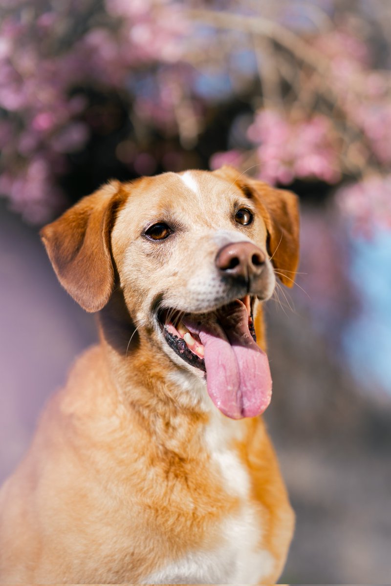 lostlocalsmedia's tweet photo. Meet the real minds behind Lost Locals Media! Our branch executives are hard at work in their spring headquarters 🌸🐾 Not pictured: their nap schedule and treat negotiations.

Yes, we can totally take your pet's pics too. 📸

#dogsofX #springflowers #petportrait https://t.co/7YN7PYRmFp