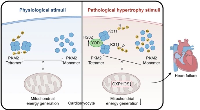 🆕 Check out this new study! 

Scientists from Wenzhou Medical University reveals a new YOD1-PKM2 axis in #cardiomyocytes. 

🔎 Find out more about the YOD1-PKM2 axis: go.nature.com/4jO7hPg