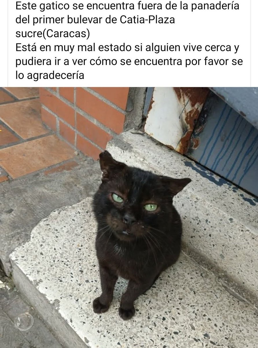 Reportan a este pequeño que se encuentra en mal estado. Por favor se agradece alguien cerca de  Plaza Sucre que pueda verificar su estado