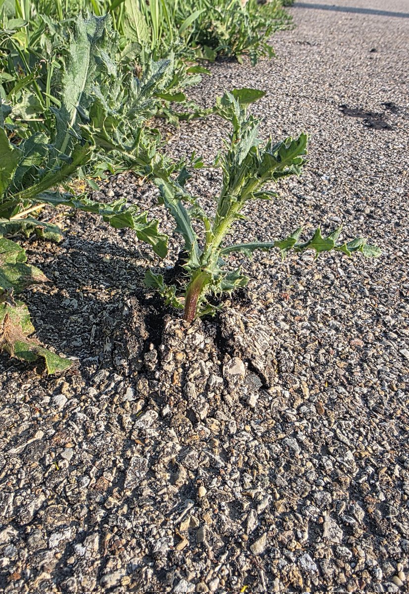 Maybe put the emergence gene of a thistle into soybeans
