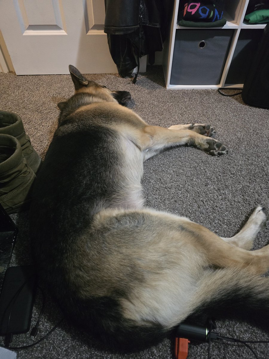 08devildog's tweet photo. This is Ragnar. He's 7 years old. https://t.co/7cKIEYnFJq
